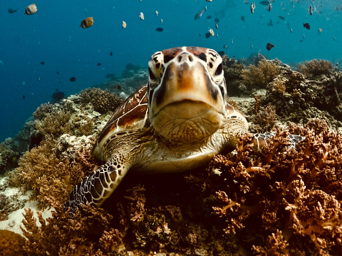 Taman karang di perairan Gili