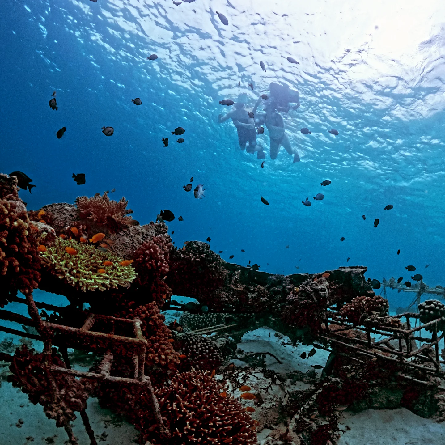 Terumbu karang Gili