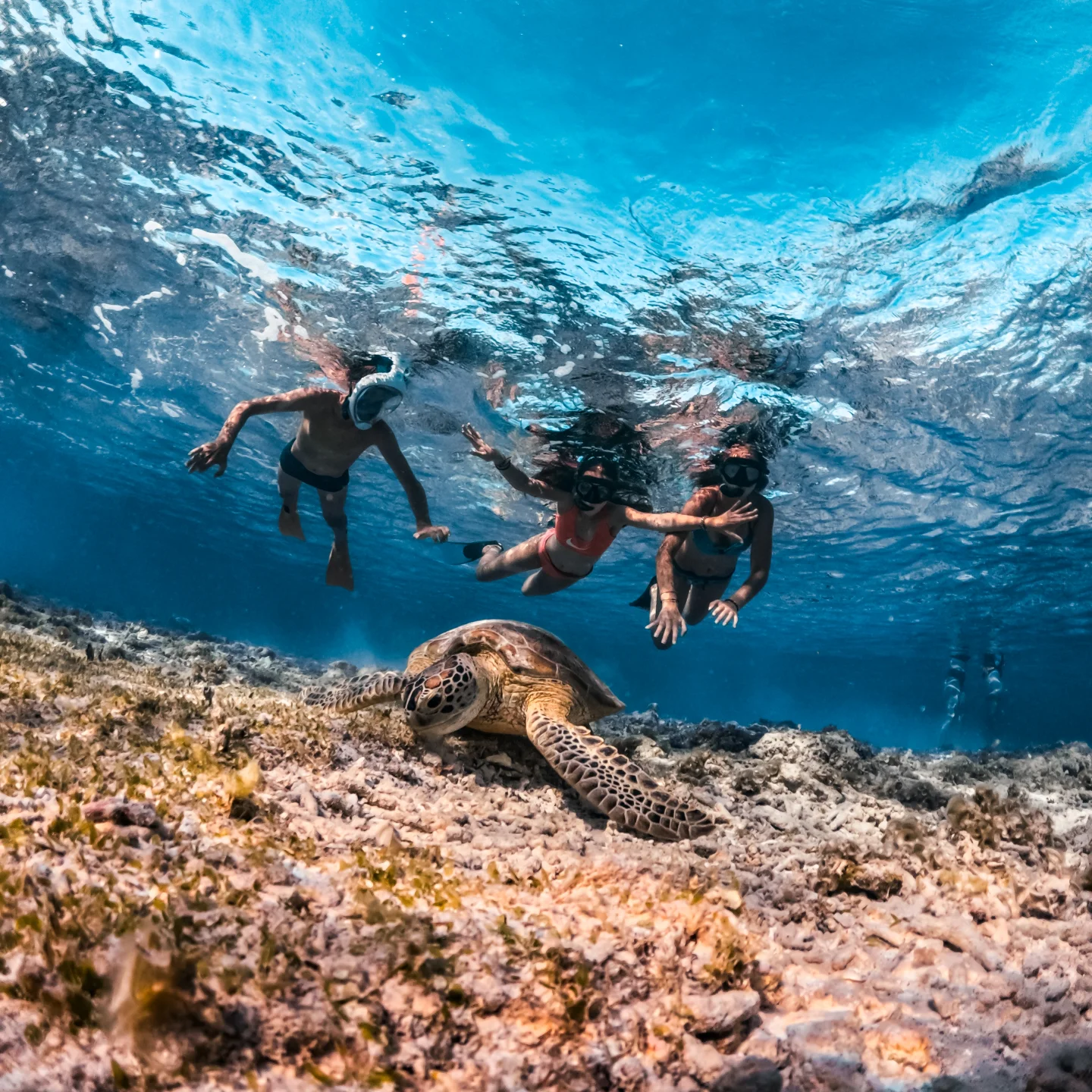 Snorkeling bersama penyu